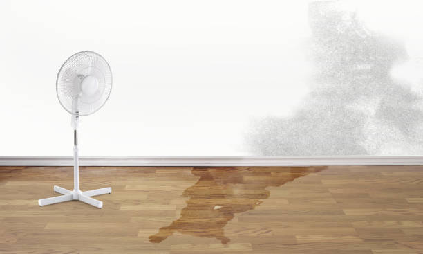Best Professional water damage repair  in Moose Lake, MN